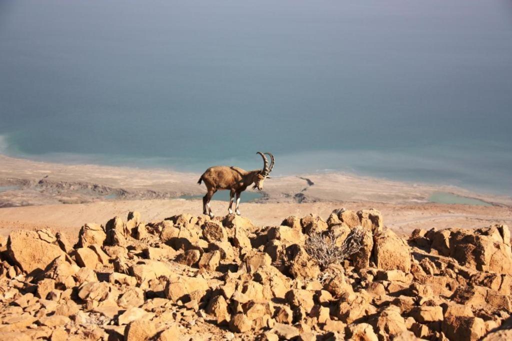Ein Gedi Rooms Neve Zohar Exterior photo