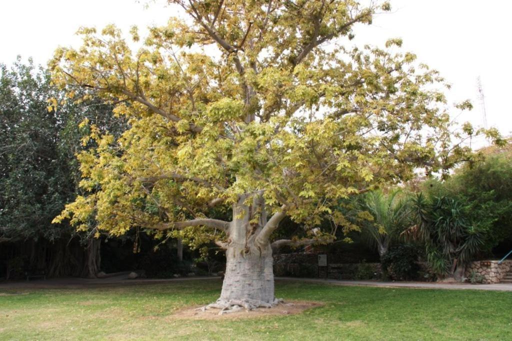 Ein Gedi Rooms Neve Zohar Exterior photo